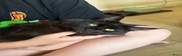 Maine Coon cats for sale: Maine Coon kittens  - Advert 31