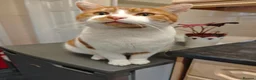Domestic Shorthair cats for sale: Mother & Son Domestic Shorthair Cats  in Birmingham - Advert 21