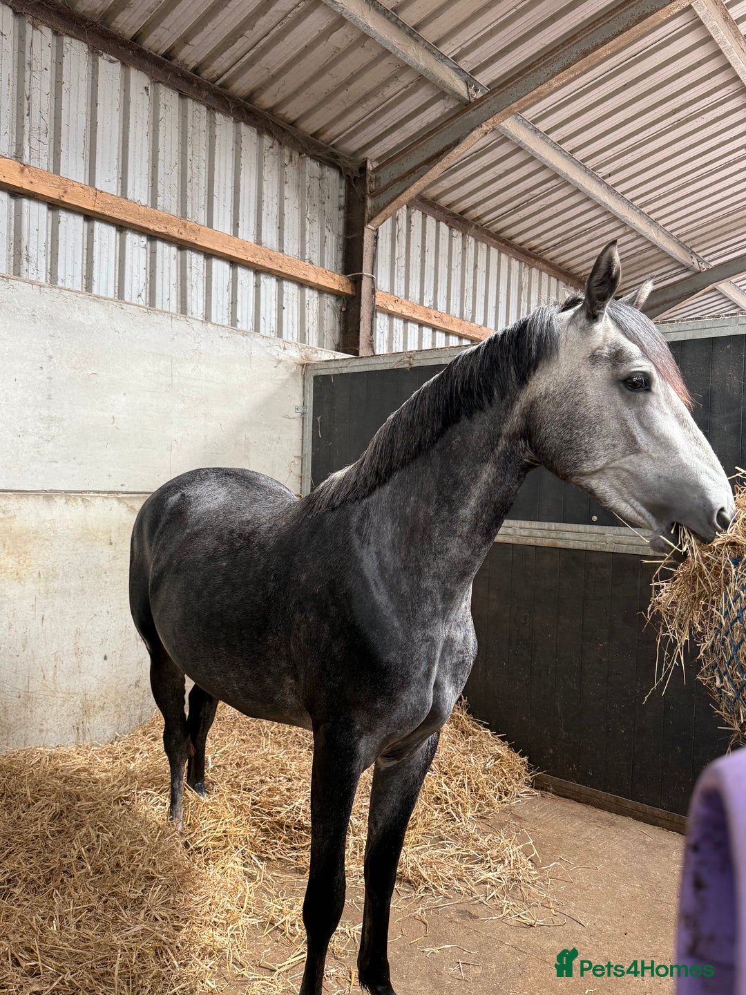 Connemara horses for sale: Whinny  - Advert 7