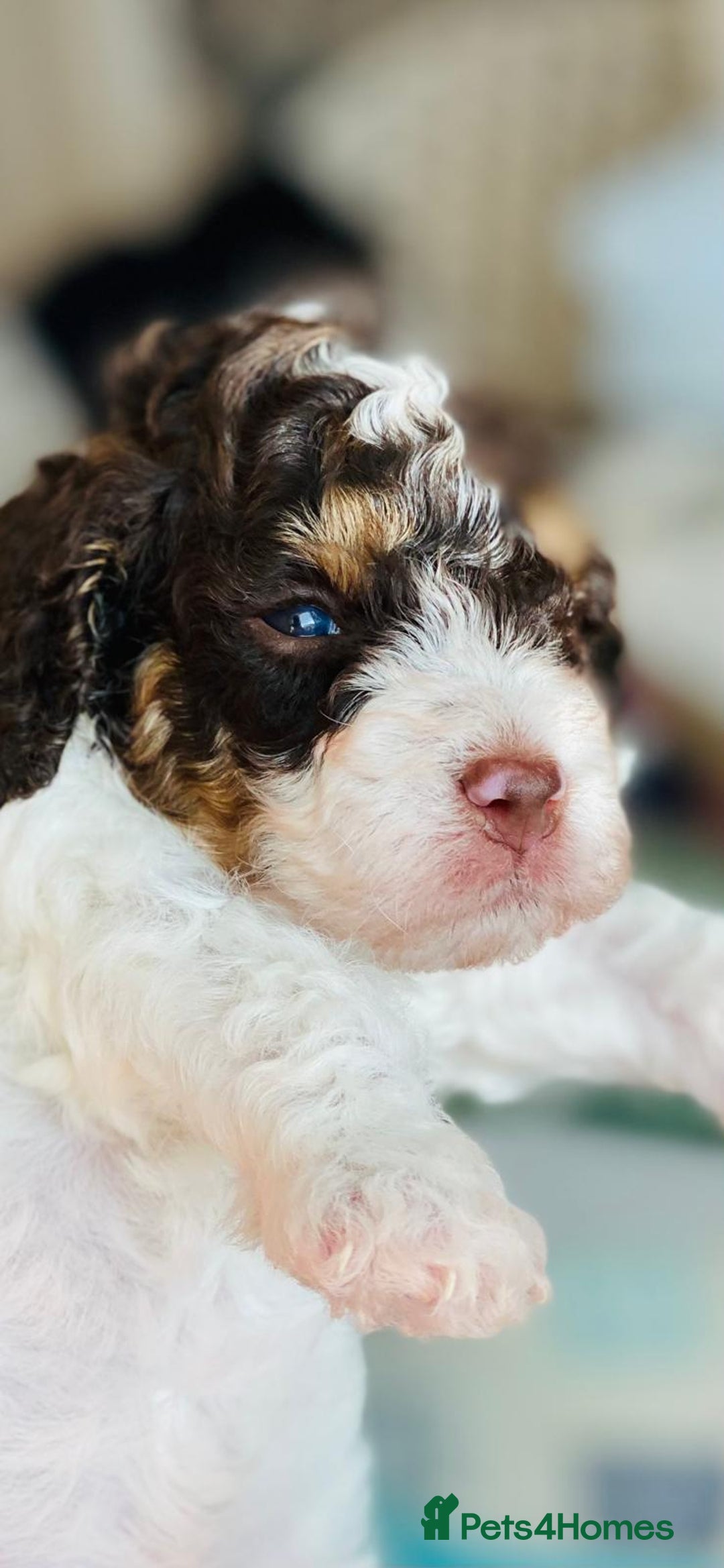 Cockapoo dogs for sale: Home raised American Cockapoos - Image 2
