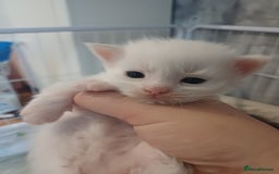 Maine Coon cats for sale: 3 gorgeous maincoon babies  - Image 8