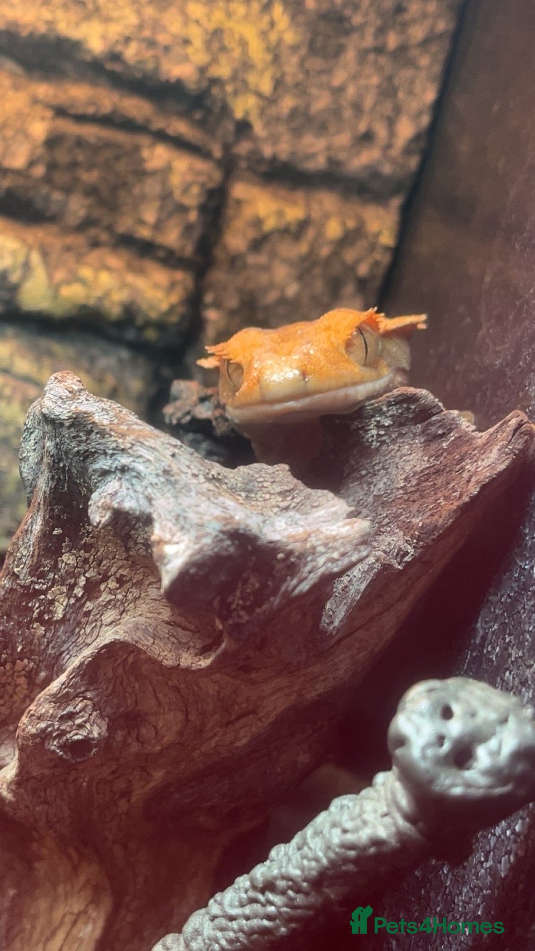 Gecko reptiles for sale: 2 Crested Geckos - Advert 3