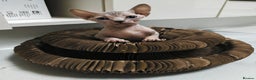 Sphynx cats for sale: Unique Elf, Sphynx & Dwelf Babies - Advert 19