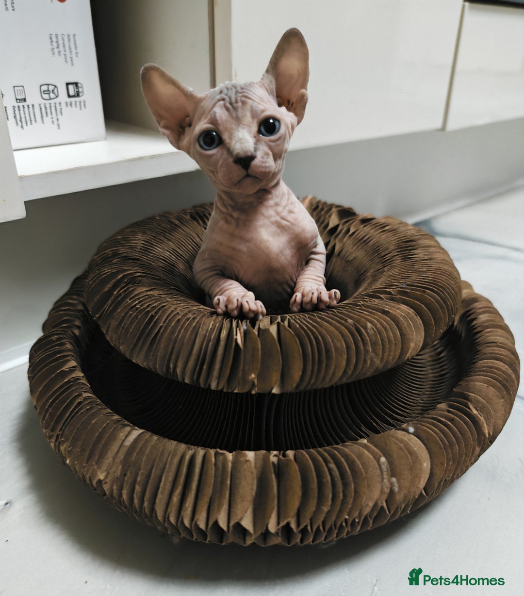 Sphynx cats for sale: Unique Elf, Sphynx & Dwelf Babies - Advert 19