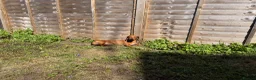 Dachshund dogs for sale: Dachshund puppies  - Advert 18