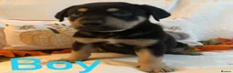 Mixed Breed dogs for sale: Rottweilerx puppy’s - Advert 7