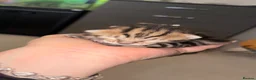 Bengal cats for sale: Bengal cross kittens 2 males ready to leave soon - Advert 18