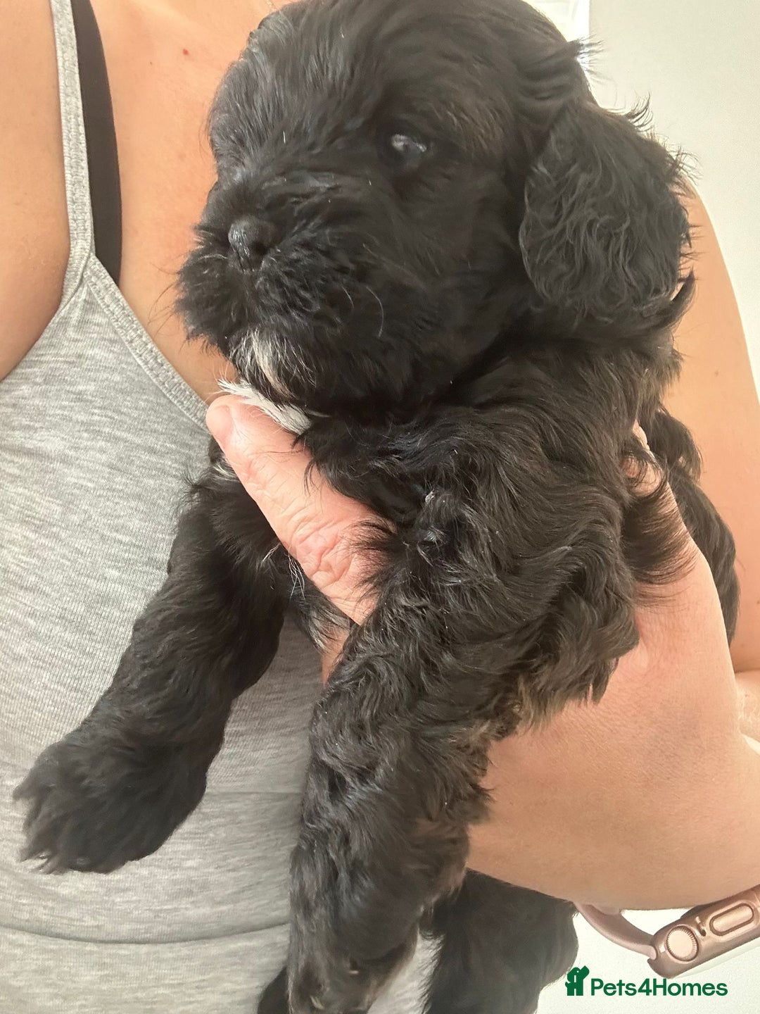 Miniature Poodle dogs for stud: Stunning proven KC health tested Red Stud in Reading - Image 23