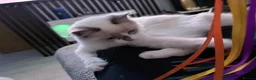 Ragdoll cats for sale: Ragdoll kittens 2 girls 1 boy - Advert 12