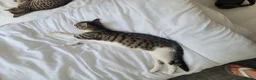 Mixed Breed cats for sale: READY NOW.... - Advert 6