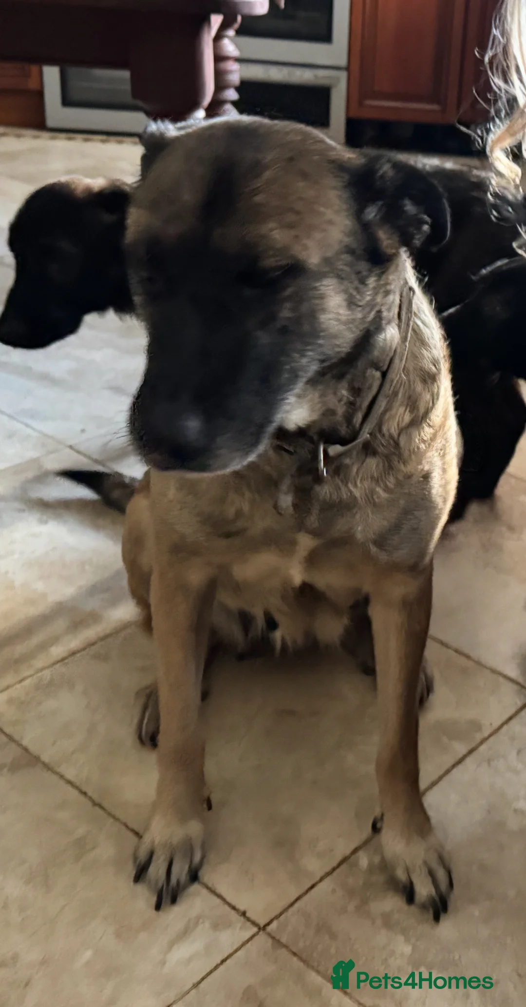 Mixed Breed dogs for sale: Belgian shepherd x Caucasian shepherd x - Advert 1