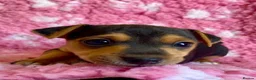 Jack Russell dogs for sale: Exquisite Smooth coated jack Russell’s  - Advert 4