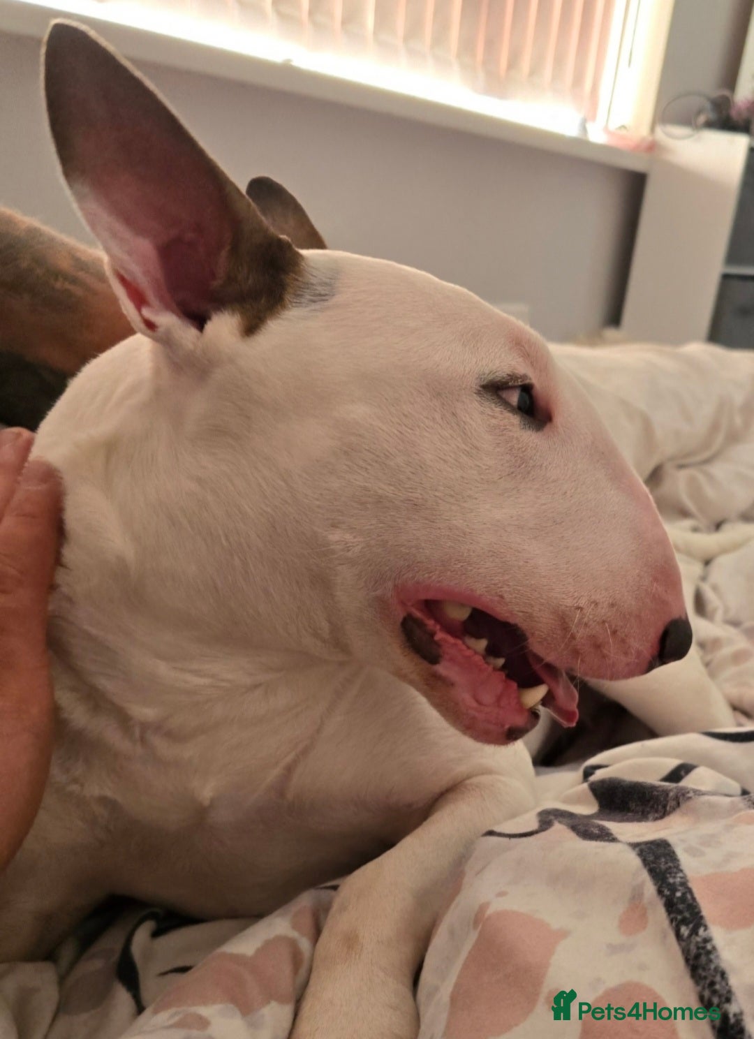 English Bull Terrier dogs for sale: Top Quality Health tested Pups  - Image 10
