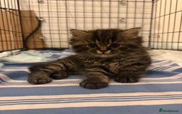 British Shorthair cats for sale: Gorgeous Fluffy British Shorthair Mix Kitten - Advert 1