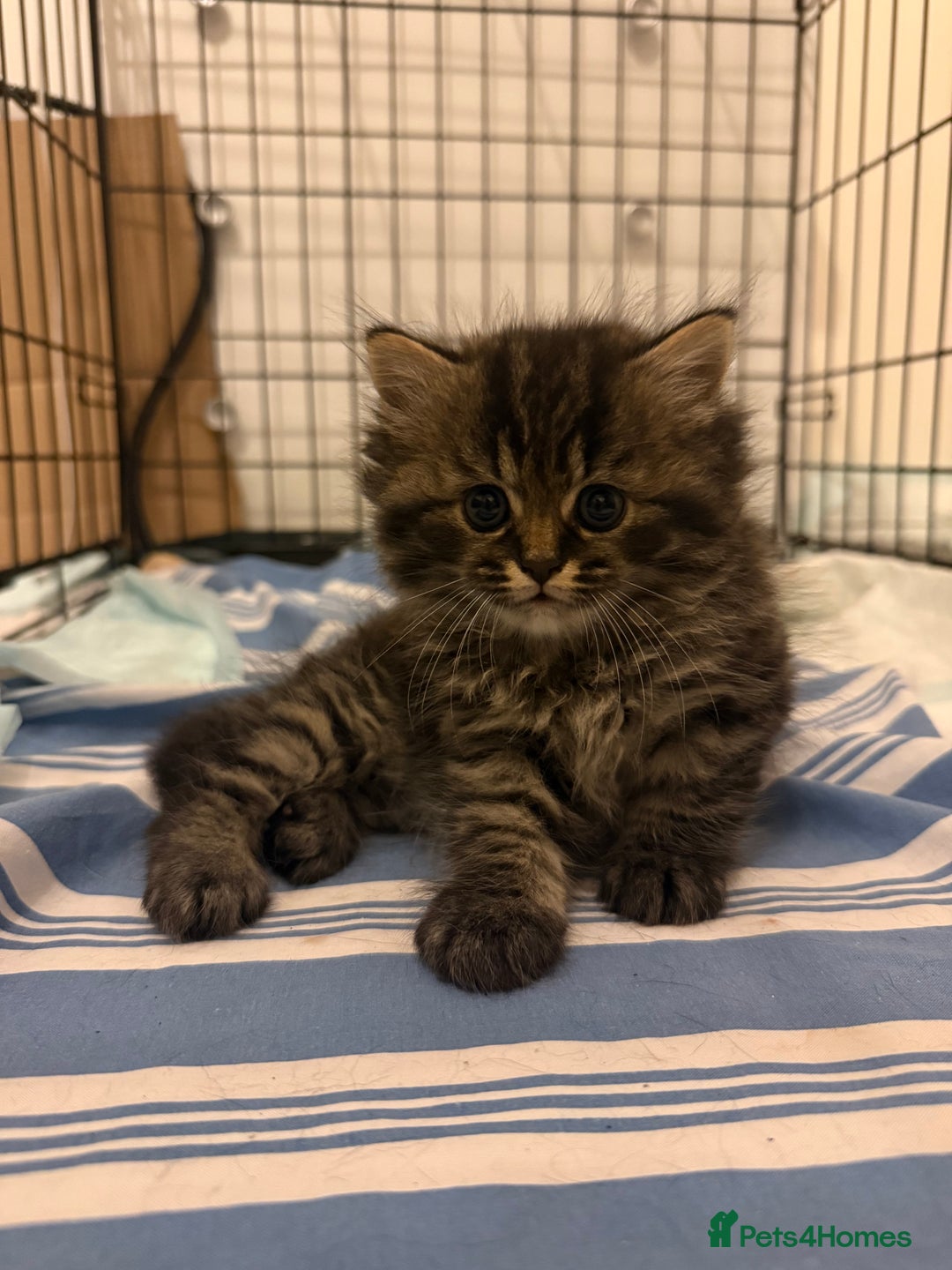 British Shorthair cats for sale: Gorgeous Fluffy British Shorthair Mix Kitten - Advert 1