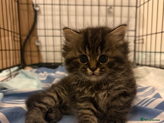 British Shorthair cats Gorgeous Fluffy British Shorthair Mix Kitten - Advert 5