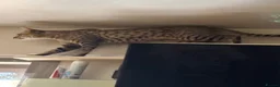 Savannah cats for sale: Male Savannah kitten  - Advert 10