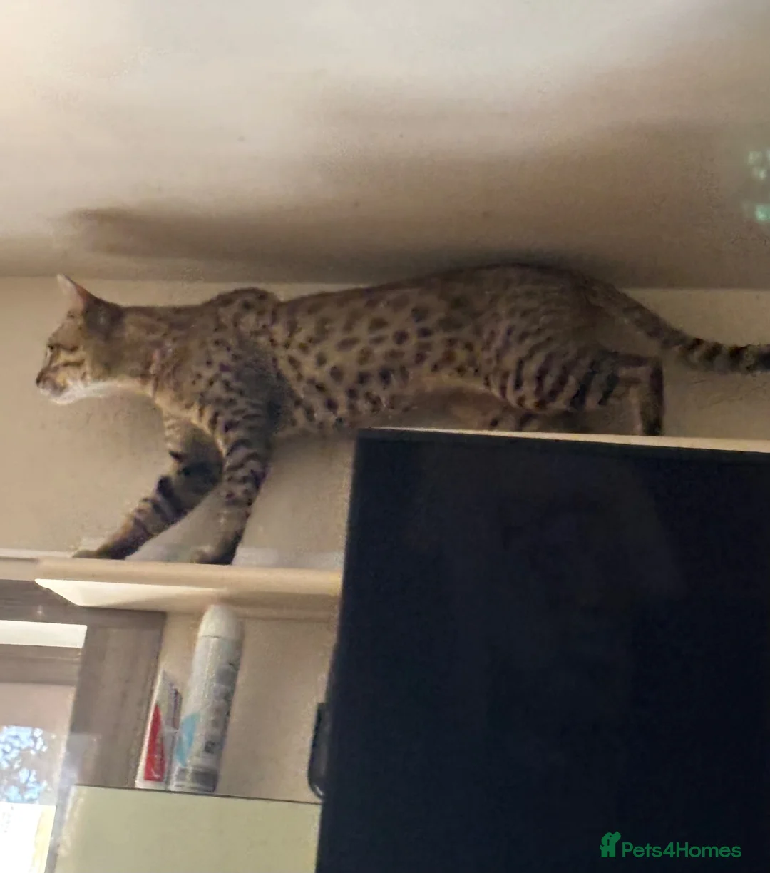 Savannah cats for sale: Male Savannah kitten  - Advert 10