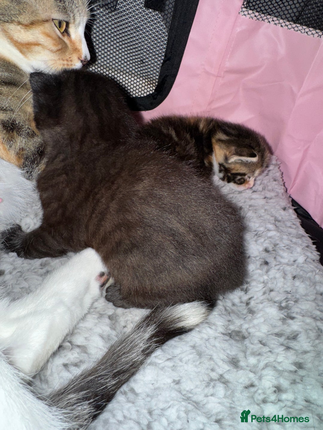 Mixed Breed cats for sale: Beautiful half Maine coon kittens  - Advert 11