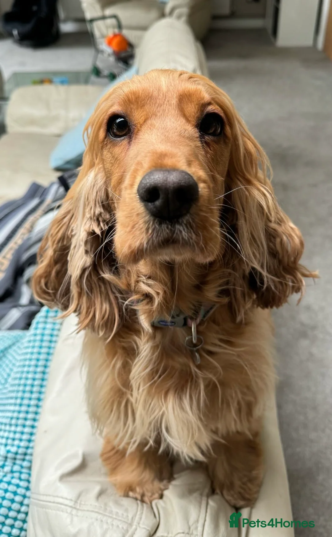 Cockapoo dogs for sale: Stunning health tested Cocker Poo puppies  - Advert 2