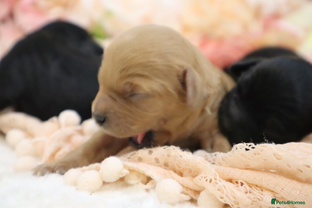 Cavapoo dogs for sale: Health Tested Cavapoo Puppies - Image 11