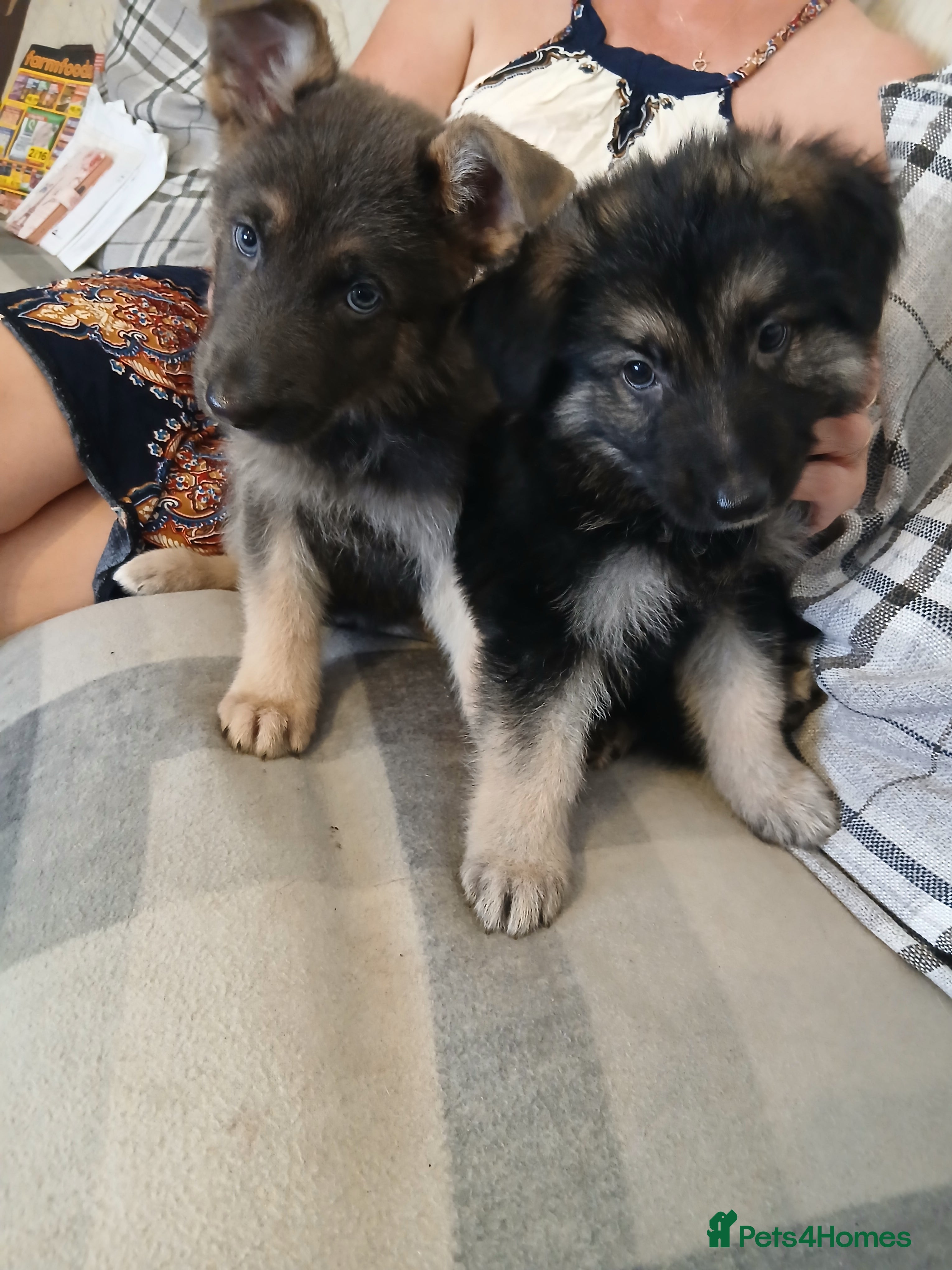 German Shepherd dogs Stunning KC reg straight back German Shepherd pups - Advert 4