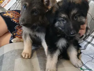 German Shepherd dogs Stunning KC reg straight back German Shepherd pups - Advert 4