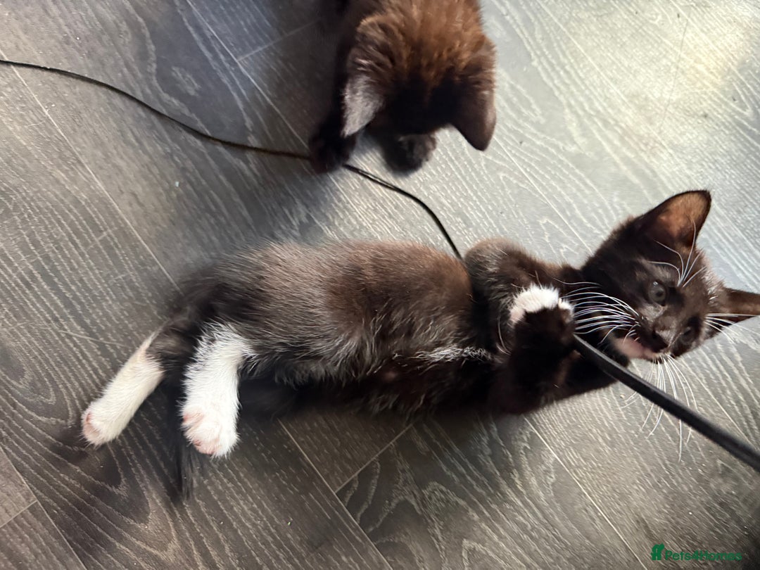Mixed Breed cats for sale: tuxedo ghost tabby kittens - Image 22