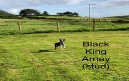 Boston Terrier dogs for sale: Champ bloodline (KC) Boston Terrier pups 💕 - Image 23