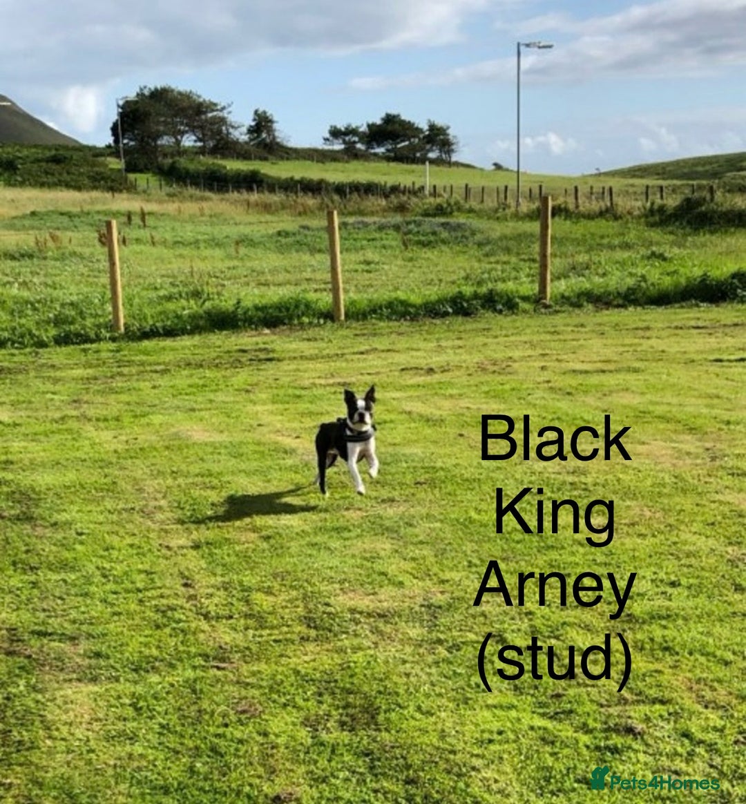 Boston Terrier dogs for sale: Champ bloodline (KC) Boston Terrier pups 💕 - Image 23