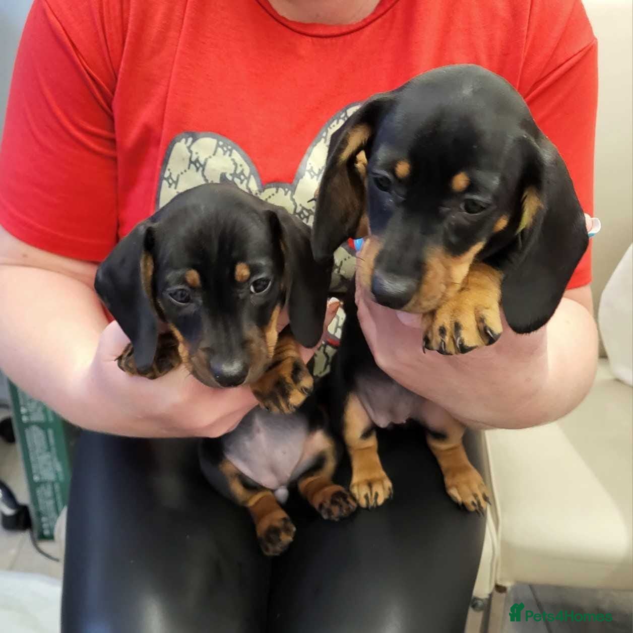 Dachshund dogs Wonderful dachshund puppies  - Advert 1