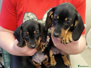 Dachshund dogs Wonderful dachshund puppies - Advert 1