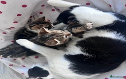 Bengal cats for sale: Bengal X kittens - Image 21