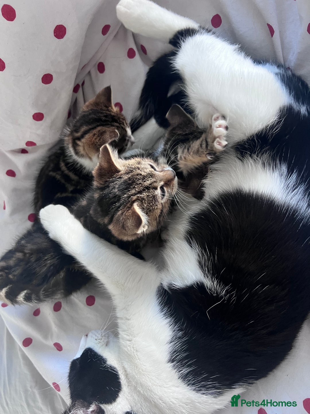 Bengal cats for sale: Bengal X kittens - Image 21