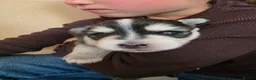 Pomsky dogs for sale: Beautiful f4 pomsky's - Advert 27