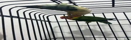 Conures birds for sale: Rare Colour Young Indian Ringneck Parrot & Conures - Advert 12