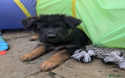 German Shepherd dogs for sale: Gorgeous and healthy German Shepherds Puppies - Image 5