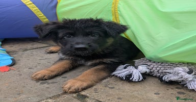 German Shepherd dogs - Advert 15