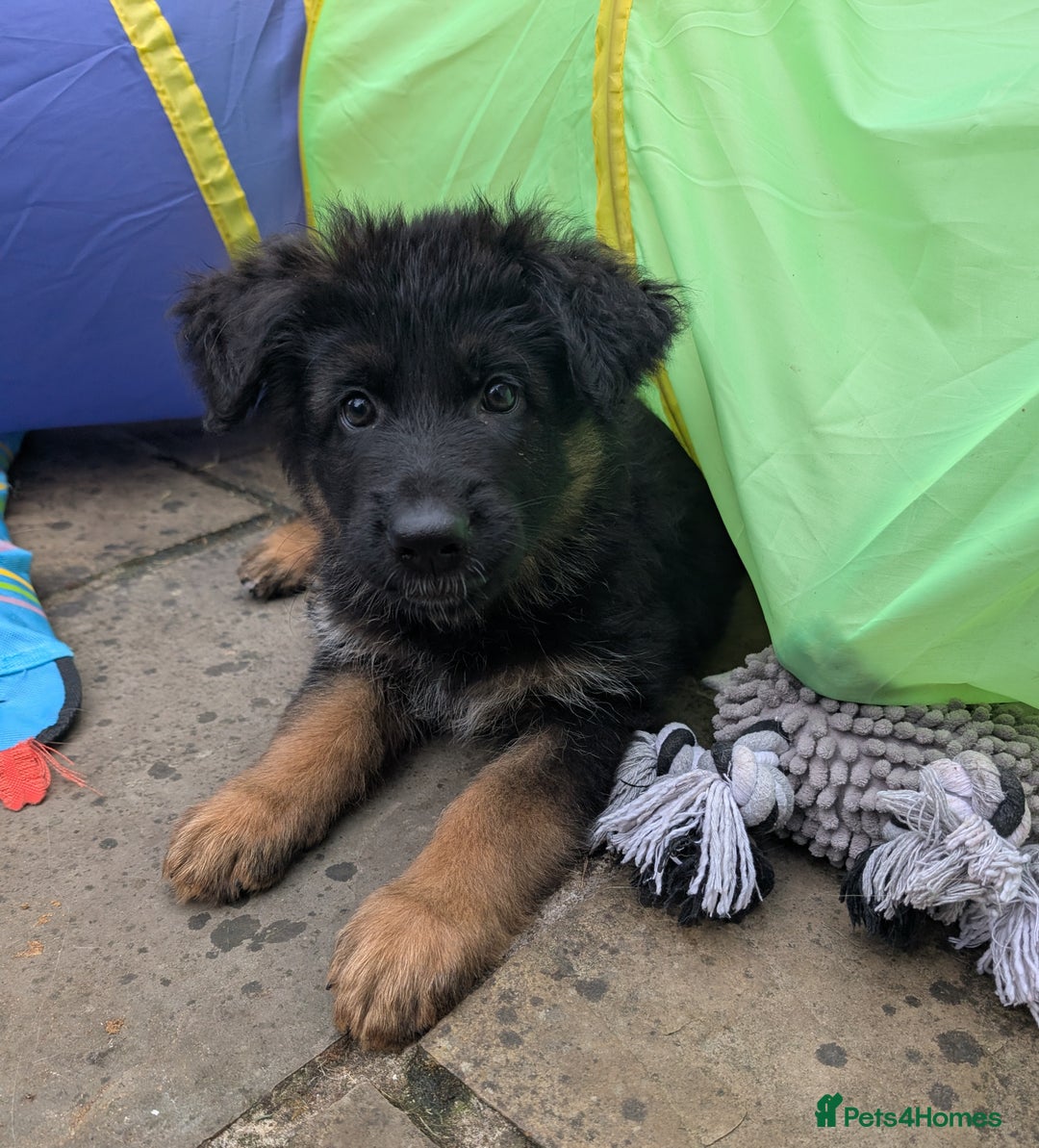 German Shepherd dogs for sale: Gorgeous and healthy German Shepherds Puppies - Image 5