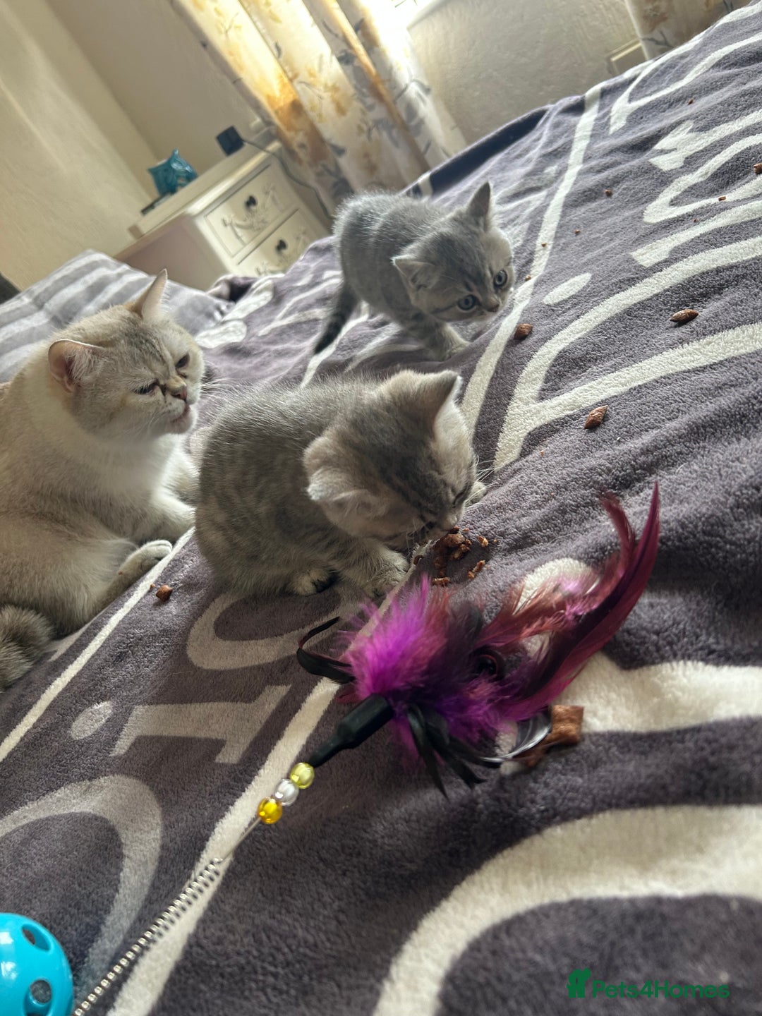 British Shorthair cats for sale: British shorthair kittens  - Image 6