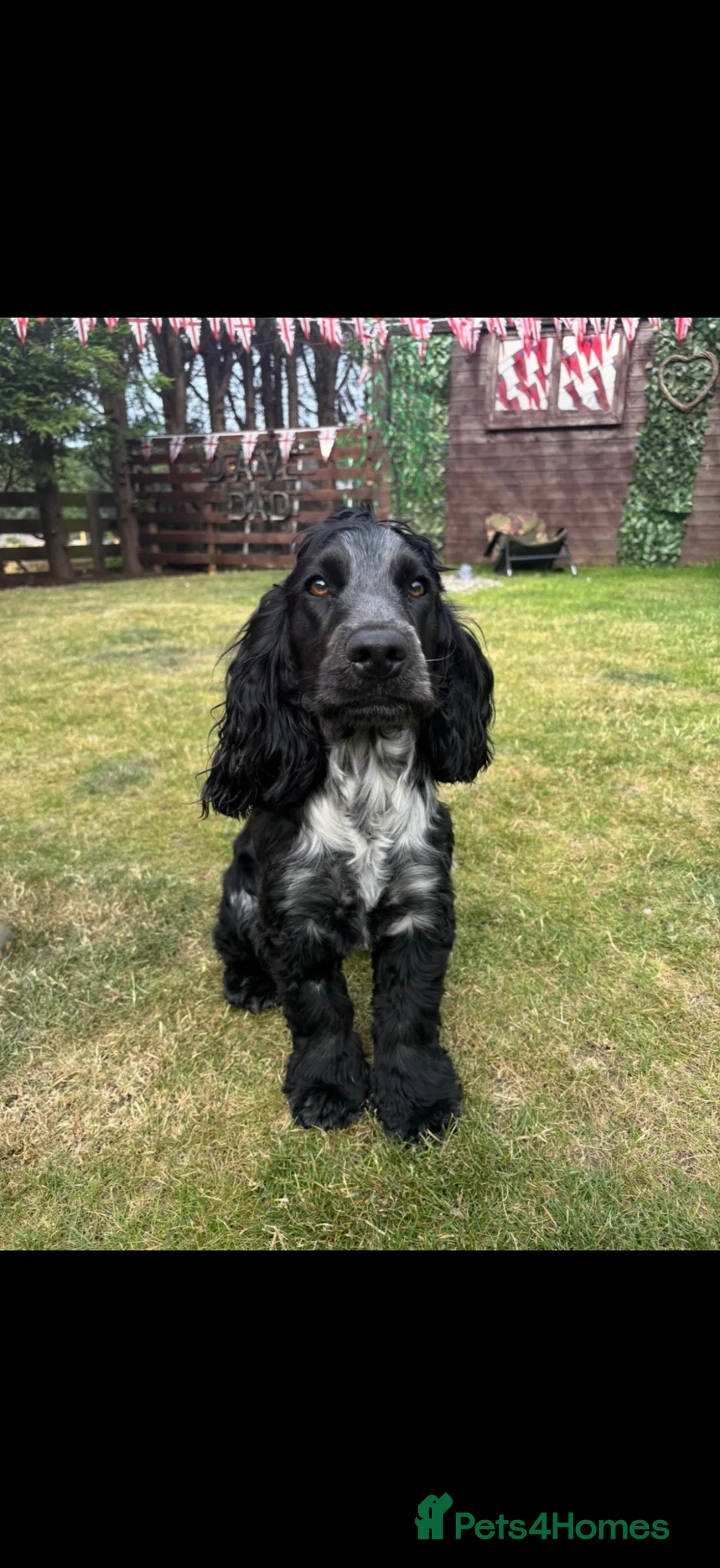 Cockapoo dogs for sale: F2b cockapoo puppies  - Advert 12
