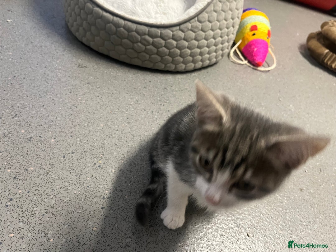 Mixed Breed cats for sale: 🐾 2 Handsome 10 week old Male Kitten  - Advert 6