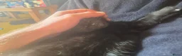 Mixed Breed cats for sale: Four beautiful, fluffy black tabby kittens  in Orpington - Advert 4