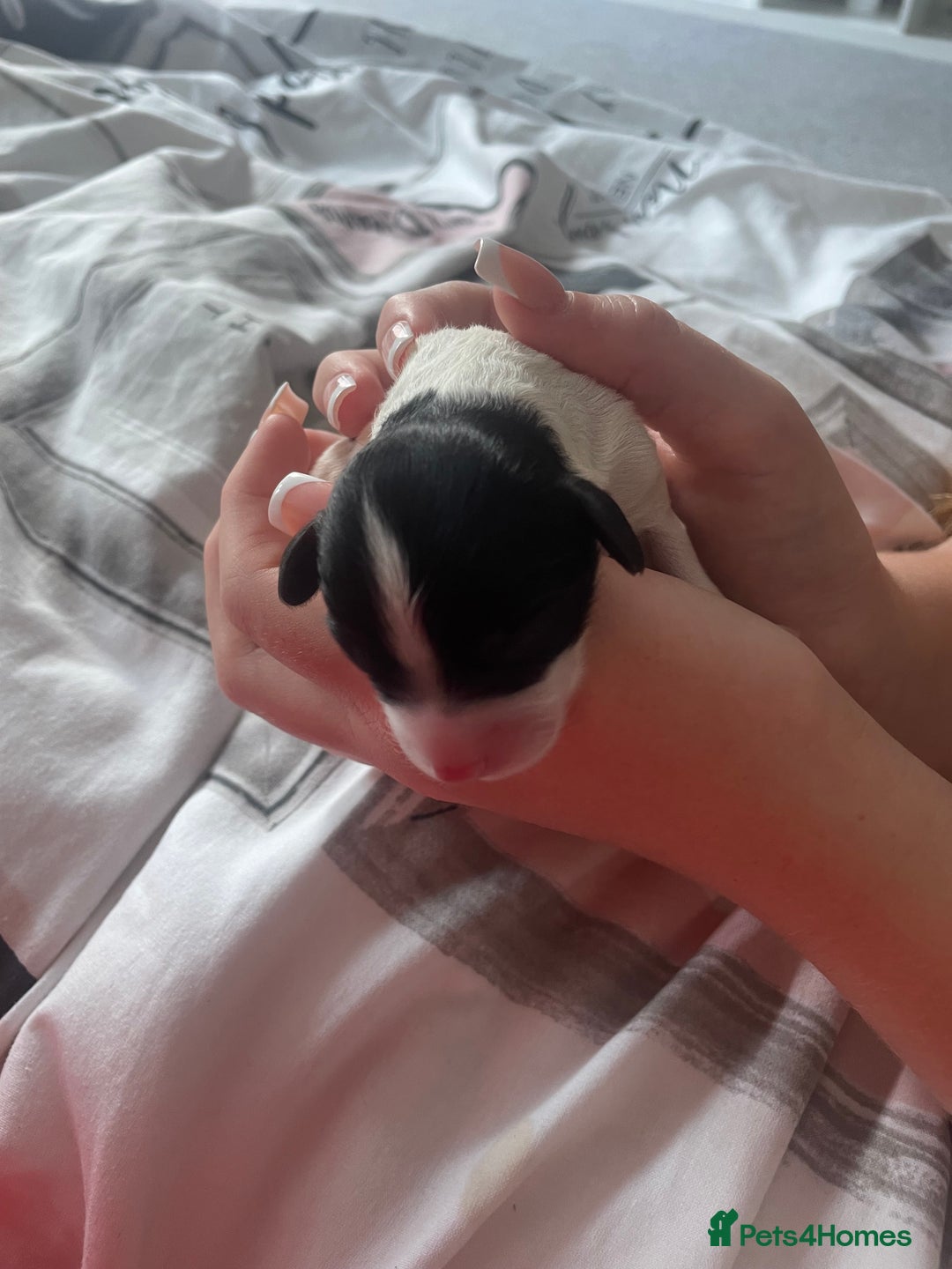 Cavapoo dogs for sale: BEAUTIFUL adorable Toy Cavapoos! - Image 3
