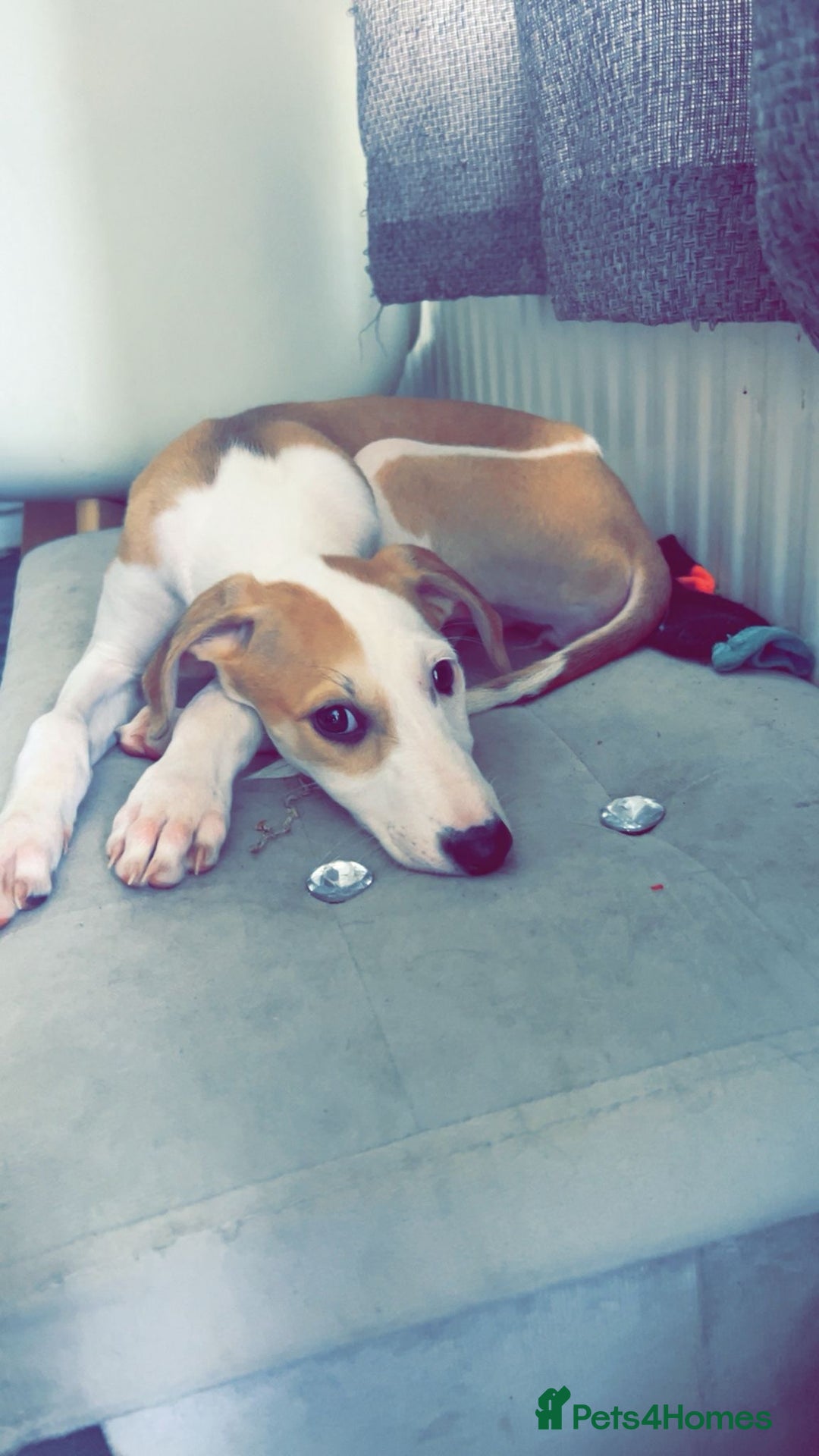 Mixed Breed dogs for sale: Saluki greyhound  - Image 8