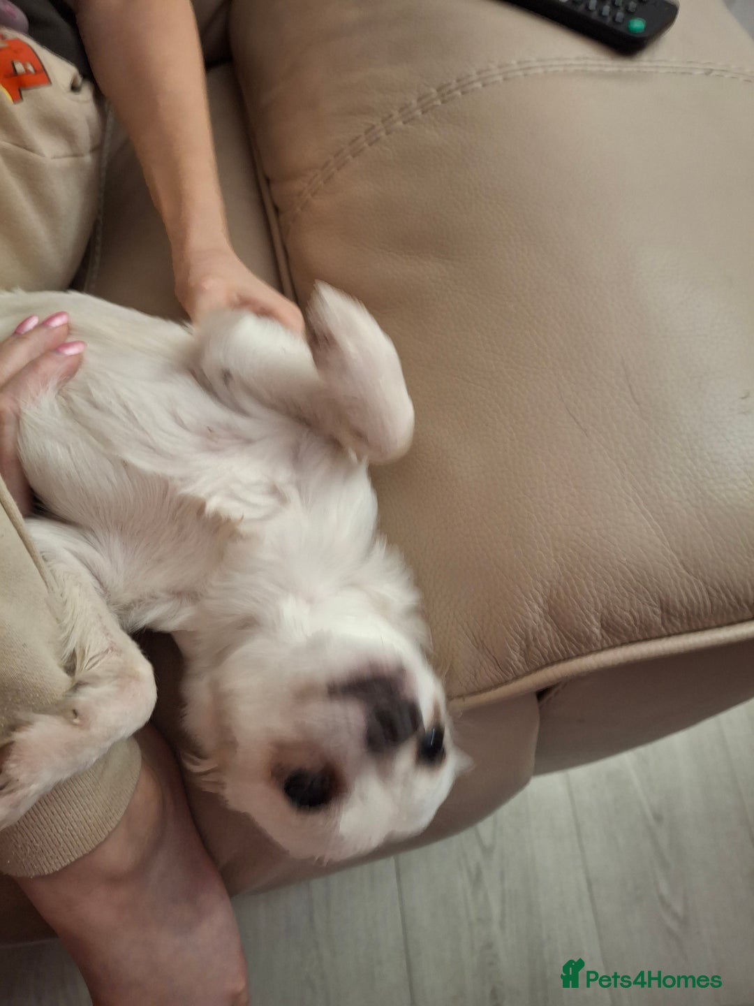 Chihuahua dogs for sale: White long furred male chihuahua - Advert 10