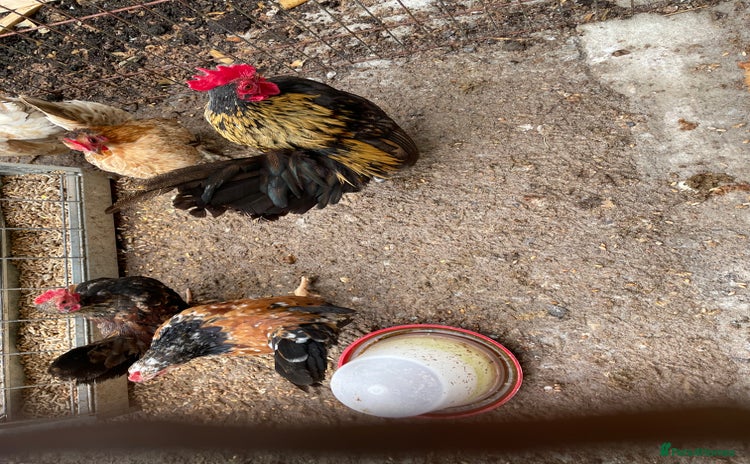 Chickens poultry in Sherborne - Advert 14