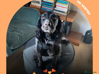 Cocker Spaniel dogs Working Cocker Spaniels Puppies for sale - Advert 1