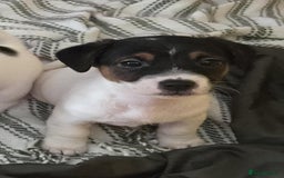 Jack Russell dogs for sale: Jack Russell pups - Image 29