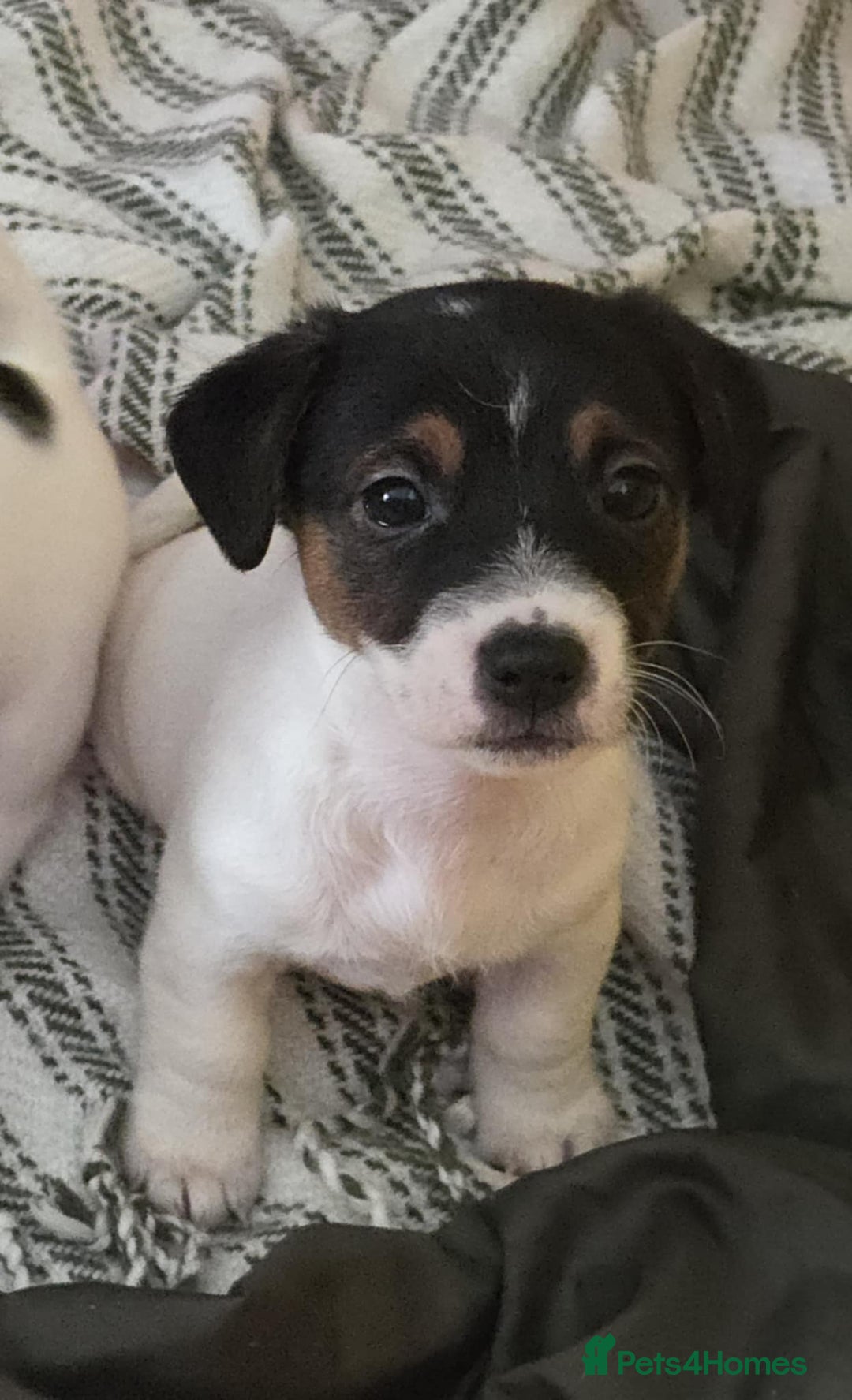 Jack Russell dogs for sale: Jack Russell pups - Image 29